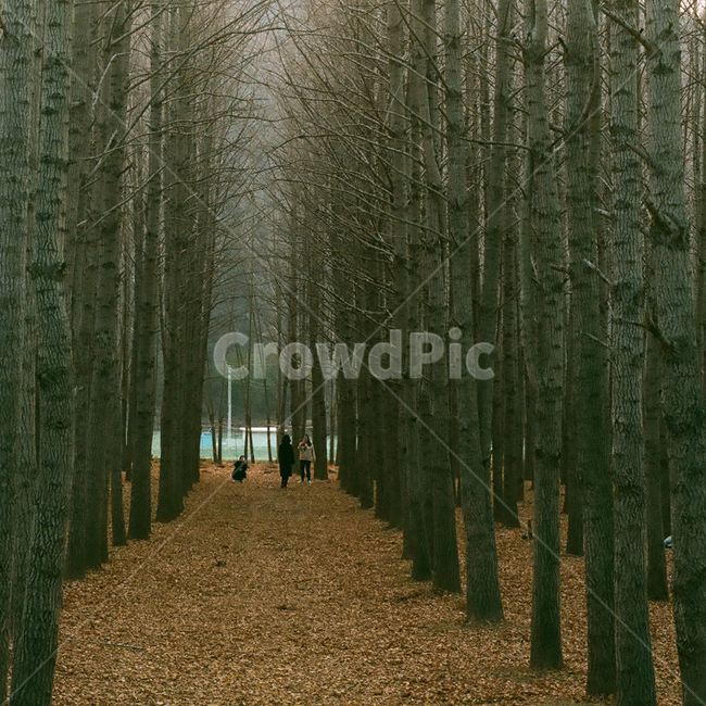 가을,단풍,낙엽,나무,나뭇잎,계절,fall,autumn,season,자연,풍경,nature,leaf,leaves,잎,식물,은행잎,은행나무,은행나무숲,landscape,감성,감성사진,빈티지,아날로그,필름,필름사진,필름카메라,film,filmcamera,sensible,feeling,자연,풍경,nature,landscape