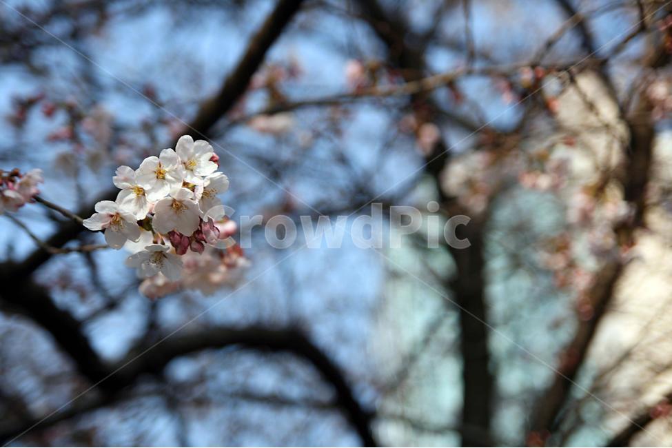 봄,봄꽃,여의도벚꽃,여의도,벚꽃,꽃잎,꽃,spring,flower,cherryblossom,봄,계절,spring,season,식물,자연,plants,nature,꽃,flower,plant,blossom