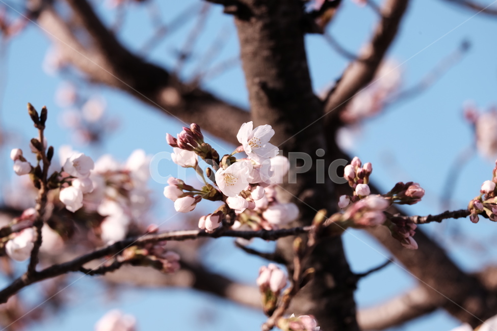 벚꽃,봄꽃,cherryblossom,flower,spring,봄하늘,하늘,봄,계절,spring,season,식물,자연,plants,nature,꽃,flower,plant,blossom