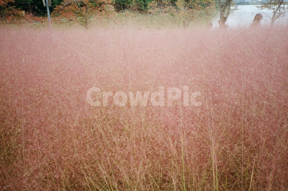 핑크뮬리,갈대,억새,필름,감성,색감,grass,잔디,plant,식물,오후,빛,야외,outdoors,자연,nature,핑크빛,하늘,sky,풀,grassland,목초지,field,들,bush,가을,계절,fall,autumn,season,식물,자연,plants,nature