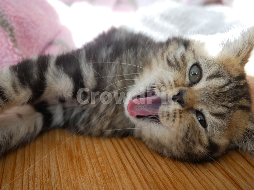 고양이,개냥이,아기고양이,아기냥이,귀여운,동물,동물,animal,포유류,mammal,고양이,cat,kitten,kitty