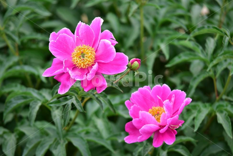 꽃,작약꽃,함박꽃,적작약,식물,자연,분홍색,한약재,플라워,flower,nature,plant,초록잎,핑크,pink