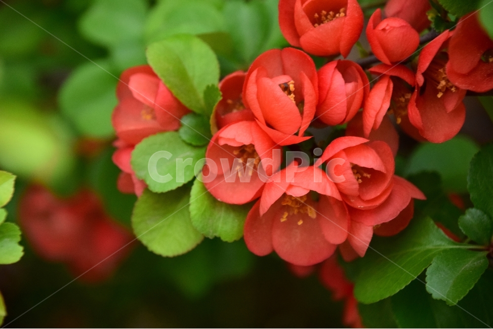 산당화,명자나무꽃,오월의꽃,봄꽃,붉은산당화,봄,계절,spring,season,식물,자연,plants,nature,꽃,flower,geranium,제라늄,plant,blossom
