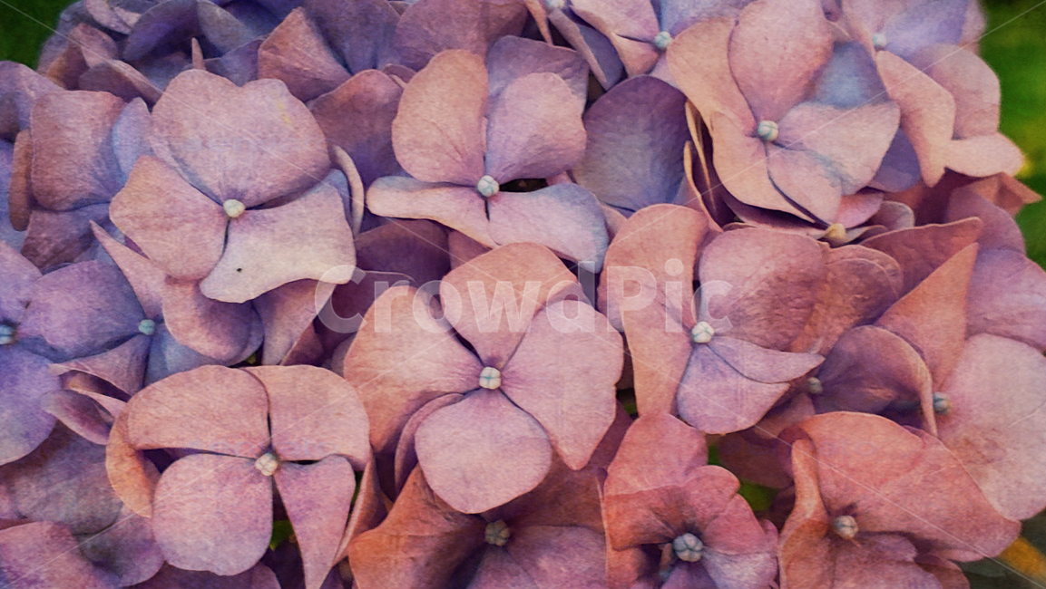 빈티지,감성,수국,꽃,화초,분위기,느낌,배경,바탕,백그라운드,feeling,sensible,emotional,flowers,pattern,패턴,질감,background,vintage,꽃,flower