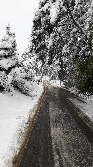 눈내린날,설경,눈꽃,자연,겨울,겨울,계절,winter,season