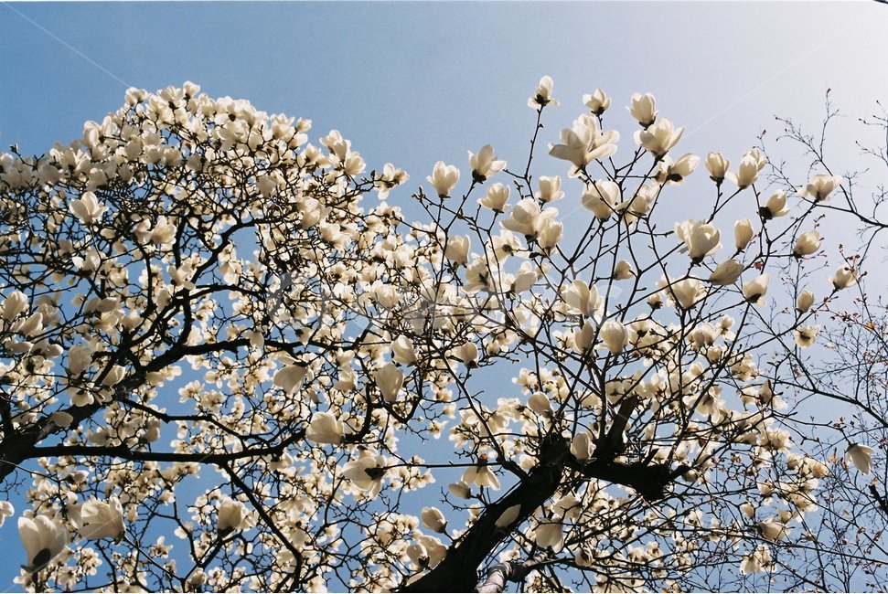 봄,목련,봄꽃,꽃잎,꽃,봄사진,배경화면,바탕화면,봄배경,감성사진,감성,나무,자연,계절,magnolia,flower,floral,flora,beauty,beautiful,nature,natural,tree,sky,white,petal,필름사진,봄,계절,spring,season,식물,자연,plants,nature,꽃,flower