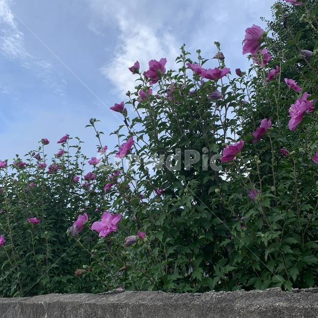 여름,들꽃,blossom,꽃,geranium,제라늄,flower,plant,식물