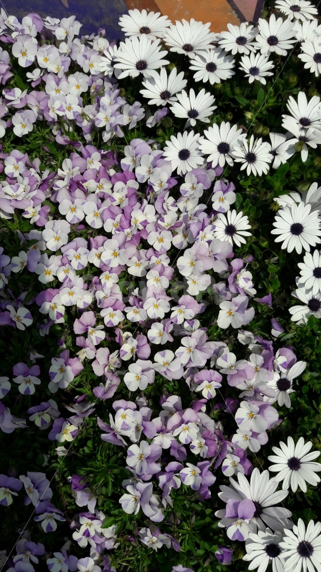 꽃,흰색,보라,자연,봄,식물,자연,plants,nature,꽃,flower