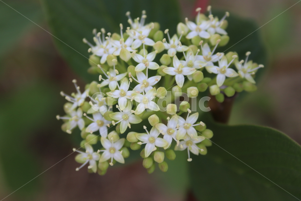 꽃,봄꽃,작은꽃,애기꽃,싱그러움,식물,자연,plants,nature,꽃,flower