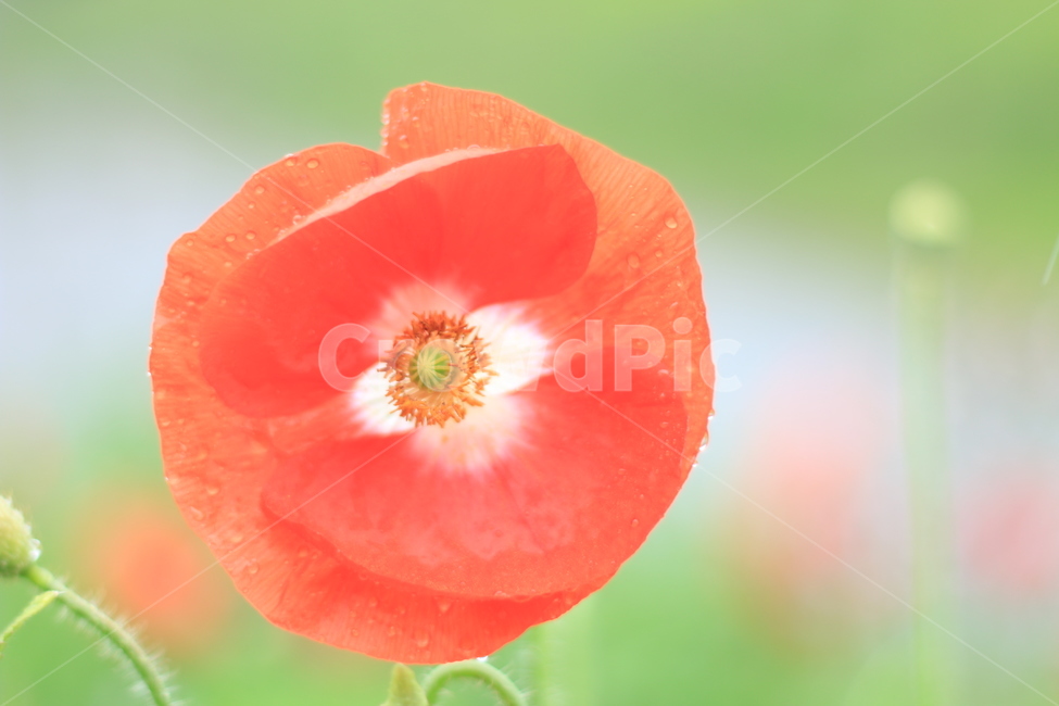 여름,향기,비,양귀비,위로,식물,자연,plants,nature,꽃,flower