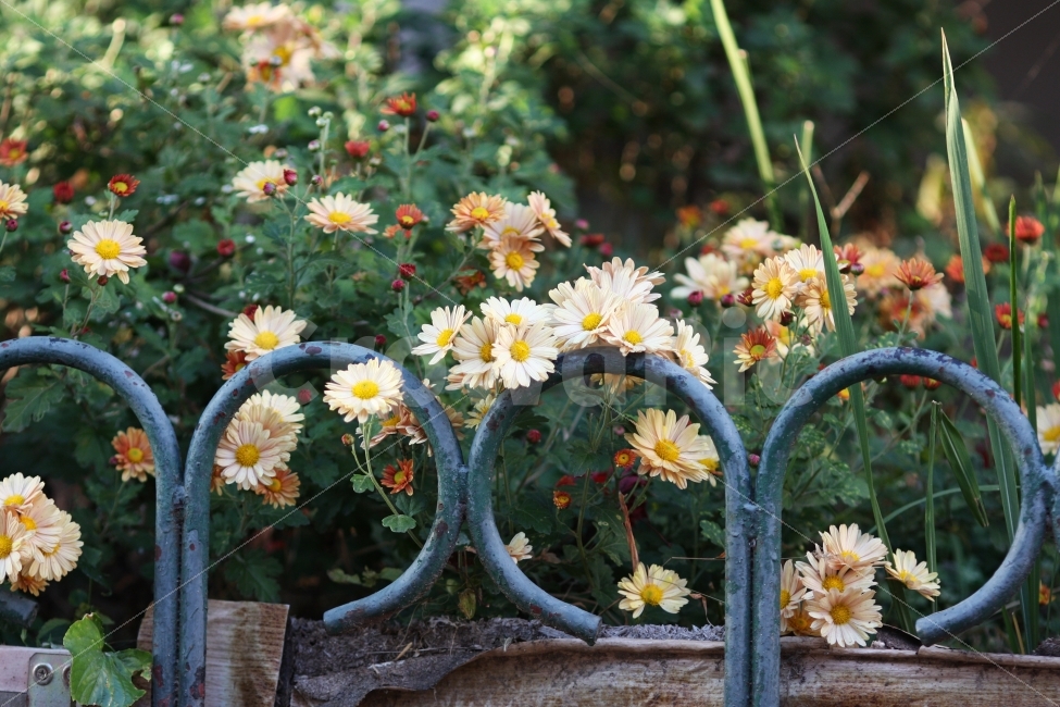 꽃,국화,가을,FLOWER,화단,식물,자연,plants,nature,꽃,flower