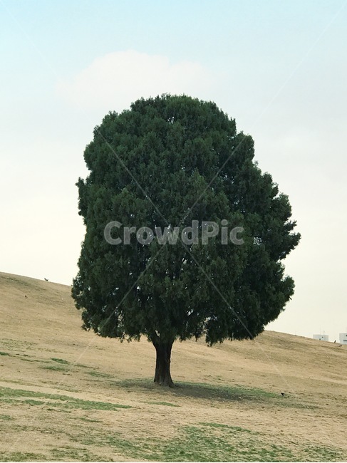 tree,나무,plant,식물,공원,나홀로나무,식물,자연,plants,nature,나무,trees,wood