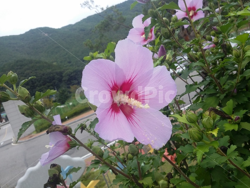 무궁화,무궁화꽃,plant,식물,꽃,flower,식물,자연,plants,nature,꽃,flower