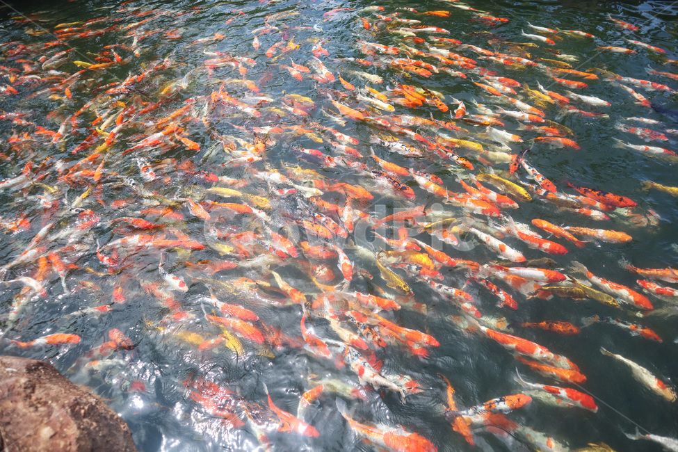 잉어,물고기,잉어떼,물고기떼,colorful,화려한,무리,어류,물고기,fish