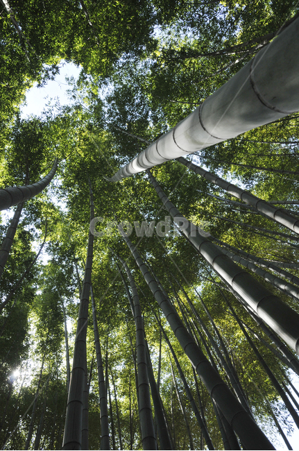 대나무,bamboo,대숲,대나무숲,광양매화축제,광양,큰대나무