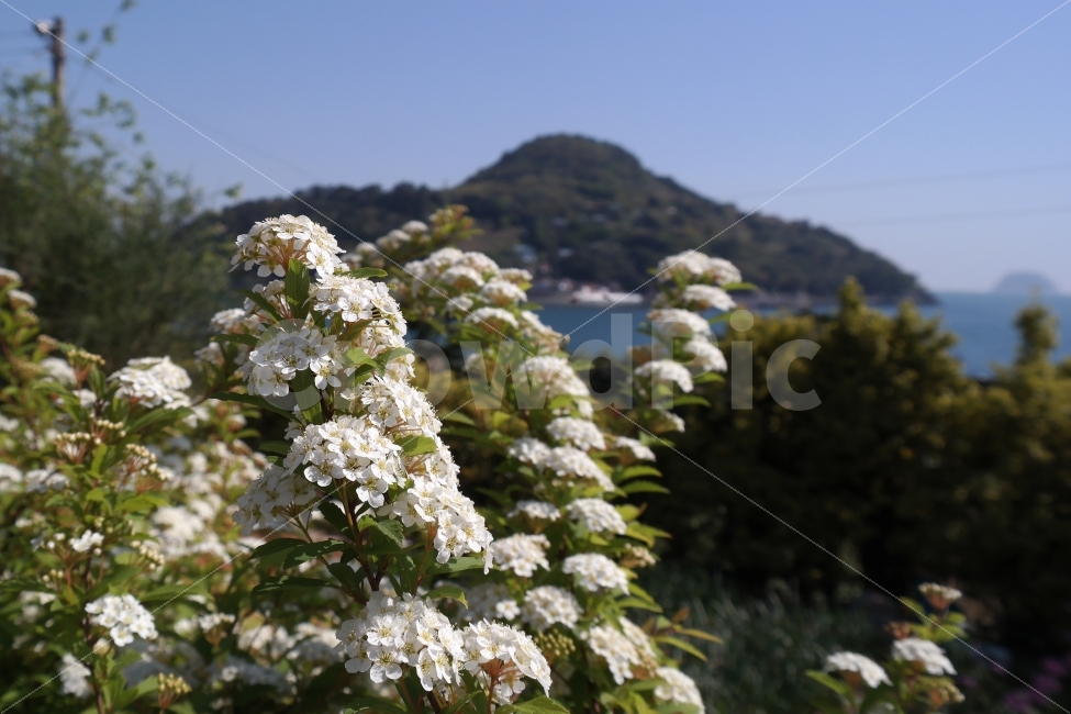 꽃,봄꽃,하양,맑음,바다,산,봄,식물,자연,plants,nature,봄,계절,spring,season,꽃,flower,bush,부시,vegetation,초목,plant,outdoors,옥외