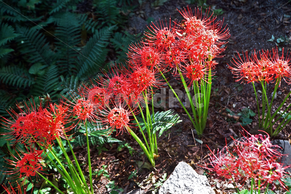꽃무릇,상사화류,석산,독무릇,산오독,산두초,redspiderlily,가을,빨간꽃,수선화과,식물,꽃꽂이용,화단용,식물,자연,plants,nature,꽃,flower