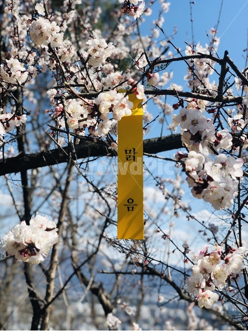 plant,식물,cherryblossom,벚꽃,flower,blossom,꽃,날씨,예쁨,곱다,pretty,weather,하늘,푸름,sky,blue,맑음,clean,산책,나무,tree,4월,apil