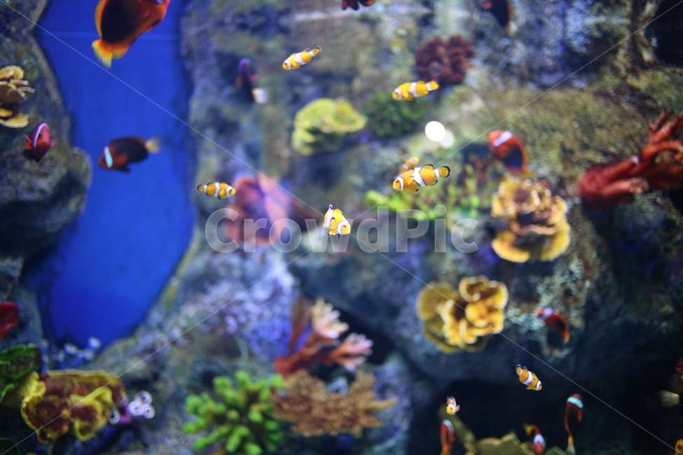 animal,동물,물고기,수조,fish