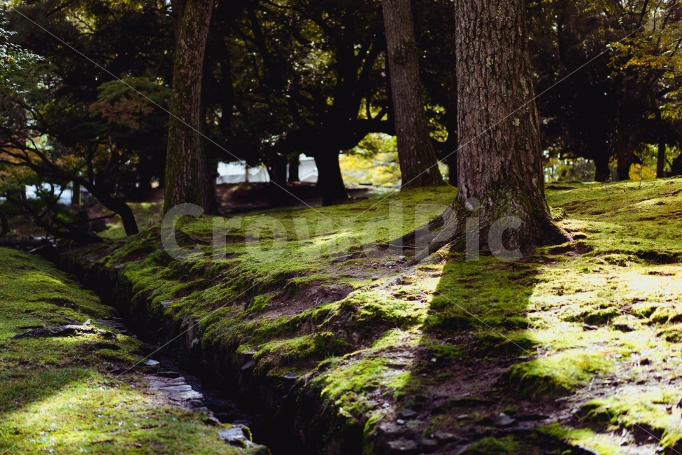 공원,나무,숲,자연,햇빛,자연,풍경,nature,landscape,휴식,힐링,rest,relaxation,healing,plant,식물,tree,tree trunk,나무 줄기
