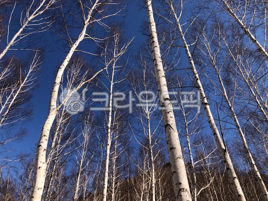 birch tree,forest,white tree,winter forest,plant,tree,winter,winter tree,trees