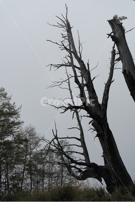 고목,괴목,나무,신비,고사목,자연,고지대,식물,자연,plants,nature,나무,trees,wood