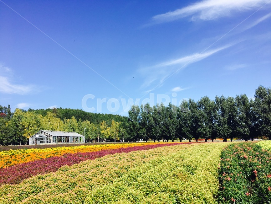 삿포로,후라노,팜토미타,정원,꽃,자연,풍경,nature,landscape,해외,외국,세계,foreign,oversea,world,세계자연풍경,해외자연풍경,외국자연풍경,world nature landscape,outdoors,옥외,field,들