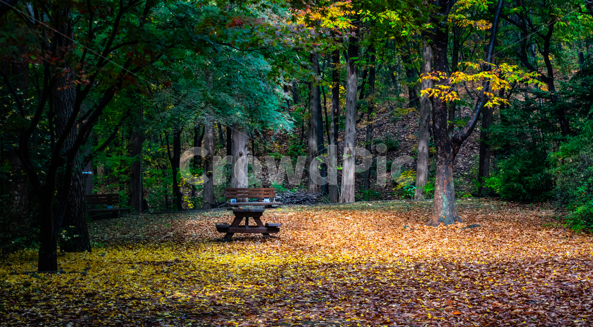 벤치,낙엽,숲속,단풍,가을,만추,빈자리,가을,계절,fall,autumn,season,ground,바닥,tree,나무,plant,식물,tree trunk,나무 줄기