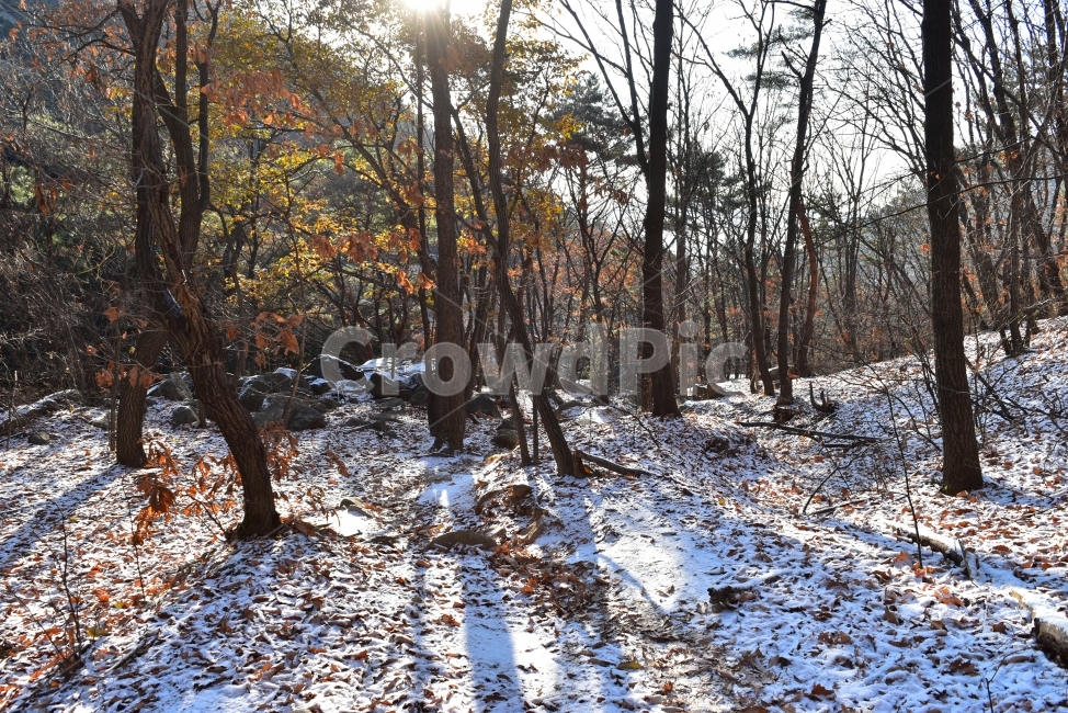 관악산,풍경,겨울,자연,눈,스포츠,등산,산행,nature,snow,겨울풍경,느낌,아름다운,신비로운,경이로운,기암,바위,암봉,암릉,다큐,필,힐링,명산,landscape,winter,season,트레킹,100대명산,인기명산,조망,전망,정부청사,6봉,수목원능선,바윗길,암릉길,명품송,소나무,겨울,계절,winter,season,자연,풍경,nature,landscape,tree,나무,plant,식물,tree trunk,나무 줄기
