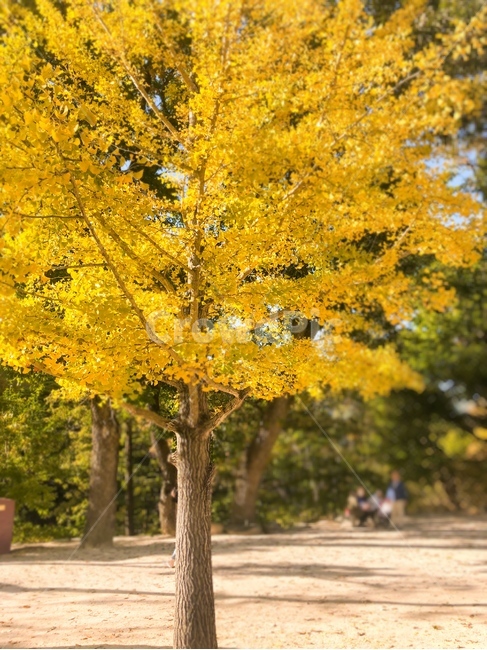 은행나무,식물,tree,자연,풍경