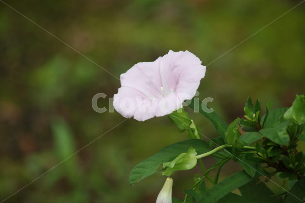 메꽃,면근초,꽃,덩굴식물,japanesebindweed