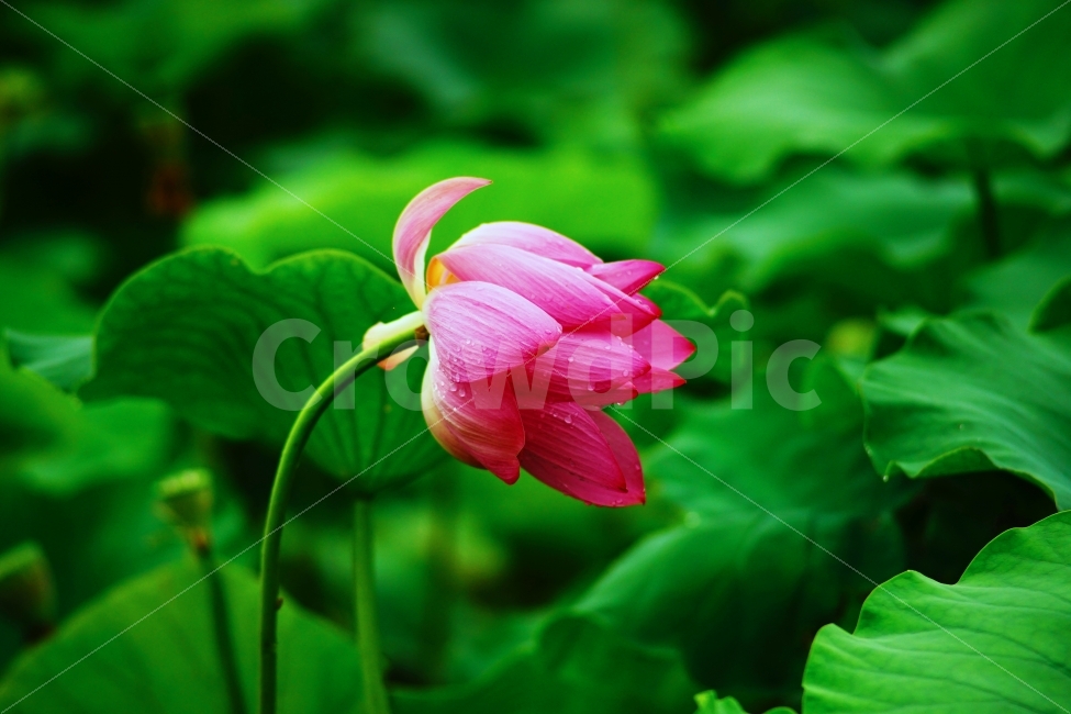 연꽃,연잎,자연,식물,꽃,식물,자연,plants,nature,꽃,flower