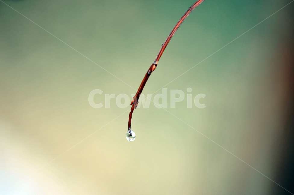 물방울,비,나무가지,자연,접사,식물,자연,plants,nature