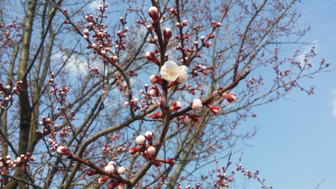 cherryblossoms,벗꽃,봄,벗꽃나무,flower,나무,체리블라섬,봄,계절,spring,season,식물,자연,plants,nature,꽃,flower,plant,blossom