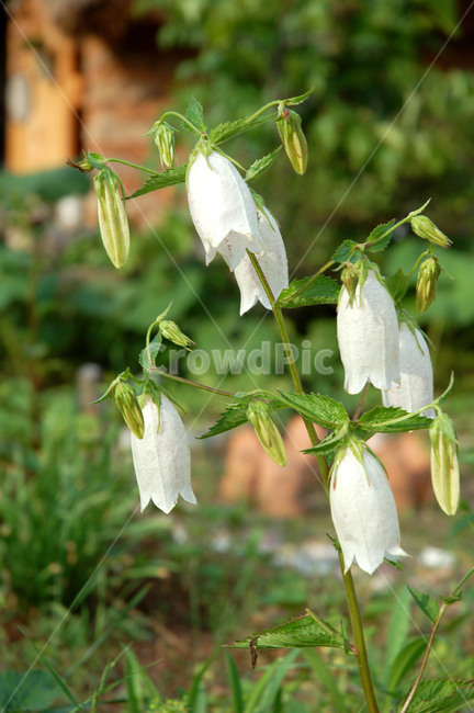 꽃,금강초롱,초롱꽃,종,벨,Korea,Gumkangbluebell,bluebell,ellflower,식물,자연,plants,nature,꽃,flower