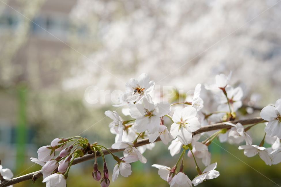 봄,벚꽃,꽃,벌,꿀벌,spring,flower