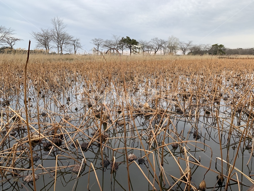 경포,연꽃,죽음,죽은연꽃,시든연꽃,우울한,죽음암시,땅,식물,grass,자연,풍경,nature,landscape,outdoors,옥외,land,plant,잔디