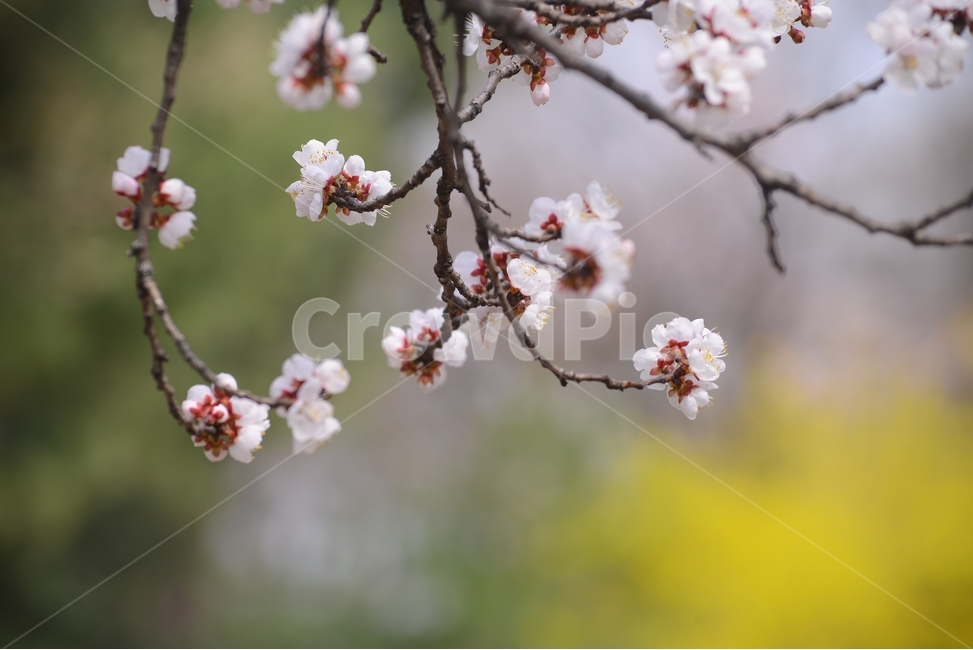 자연,nature,봄,꽃,봄꽃,매화,흰색,접사,근접촬영,봄,계절,spring,season,식물,자연,plants,nature,꽃,flower,plant