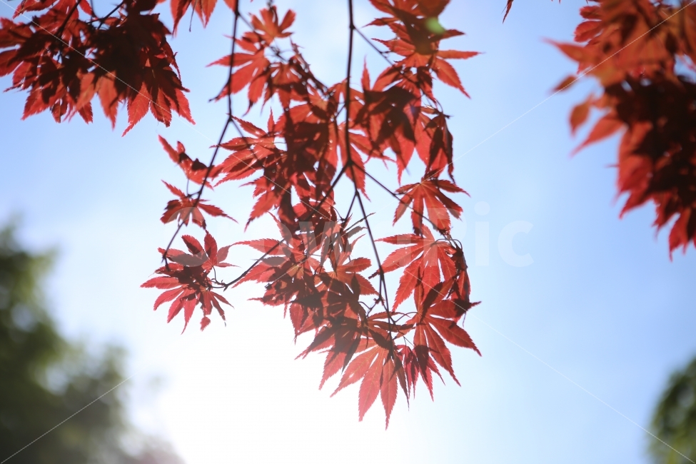 단풍,하늘,붉은단풍,배경,파워포인트,가을,계절,fall,autumn,season,식물,자연,plants,nature,leaf,잎,plant,tree,나무,maple