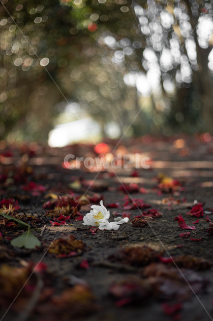 봄,봄꽃,동백,동백꽃,제주도,식물,자연,plants,nature,꽃,flower