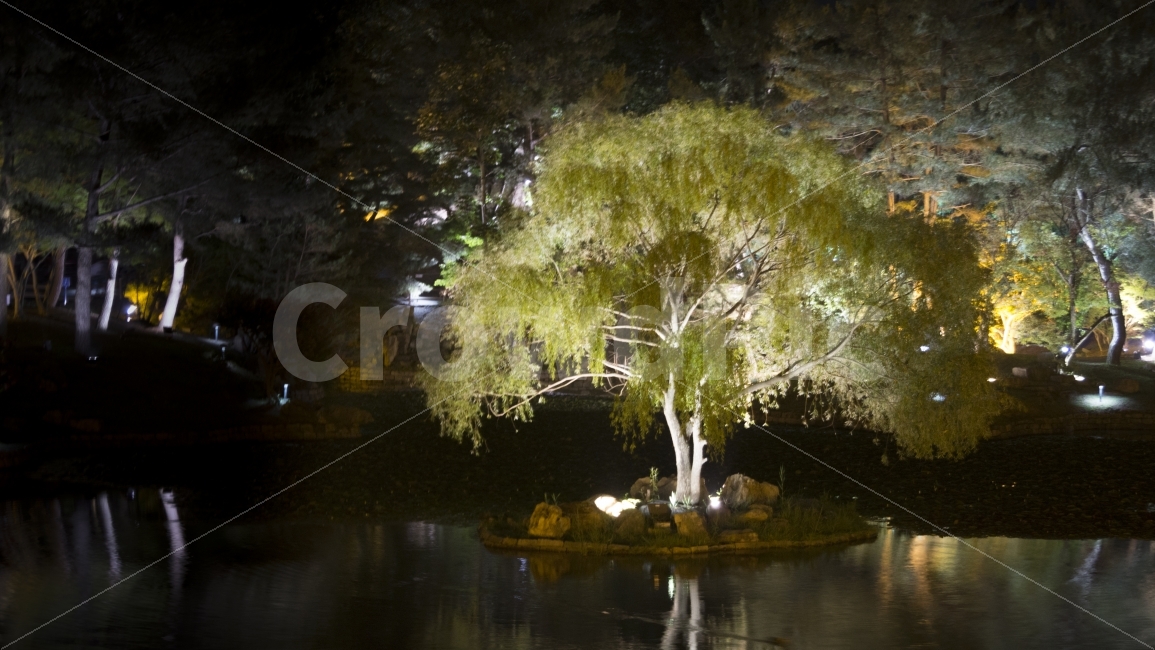 경주,고목,동궁과월지,안압지,야경,여행,힐링,tree,신비로움,한국,야간,자연,풍경,nature,landscape,야경,밤,nightscape,night,plant,식물,나무