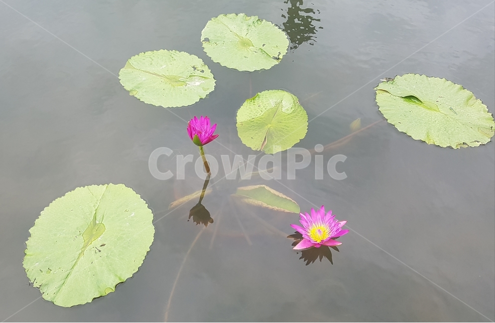 plant,식물,blossom,연꽃,수련,식물,자연,plants,nature,꽃,flower