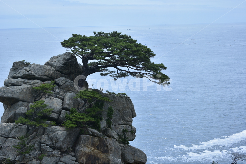 하조대,명품소나무,노송,바다풍경,자연,멋,외로움,애국송,고송,강원도양양,절개,자연,풍경,nature,landscape,한국자연풍경,한국자연경관,korea nature landscape,land,땅,outdoors,옥외,ocean,대양,sea,바다,water,물,shoreline,해안선,coast,연안,promontory,곶