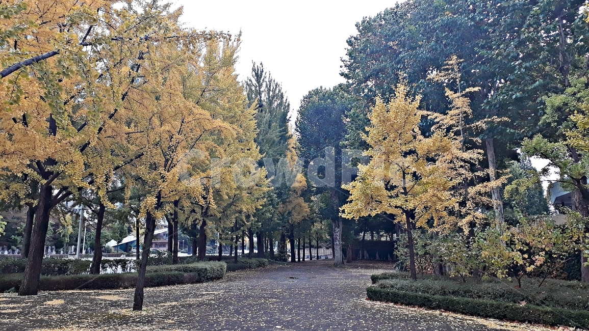 가을,단풍,산책,동네,마실,풍경,도시,가을,계절,fall,autumn,season,tree,나무,plant,식물,tree trunk,나무 줄기