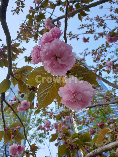 왕벚꽃,벚꽃,벚꽃나무,꽃,겹벚꽃,분홍꽃,cherryblossoms,flower,pinkflower
