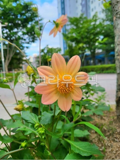 다알리아,미니다알리아,꽃,식물,화단