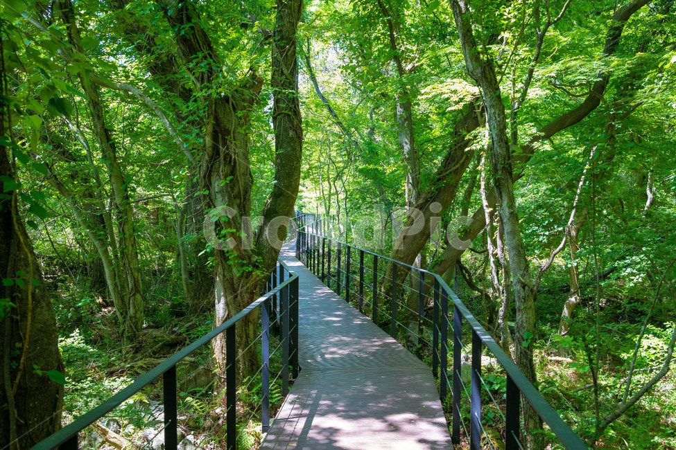 길,숲,공원,자연,힐링,초록,나무,제주,제주도,jeju