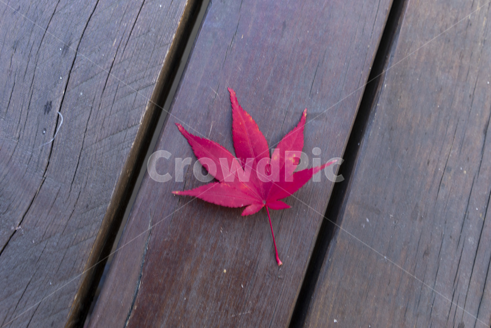 plant,leaf,잎,tree,단풍잎,가을,계절,fall,autumn,season,식물,나무