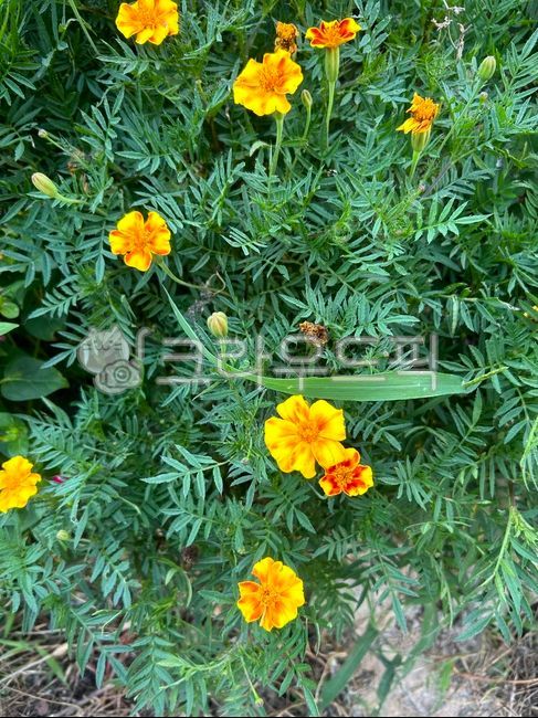 flower,꽃,꽃잎,노란색,노랑,자연,natureesthetic,yellowesthetic