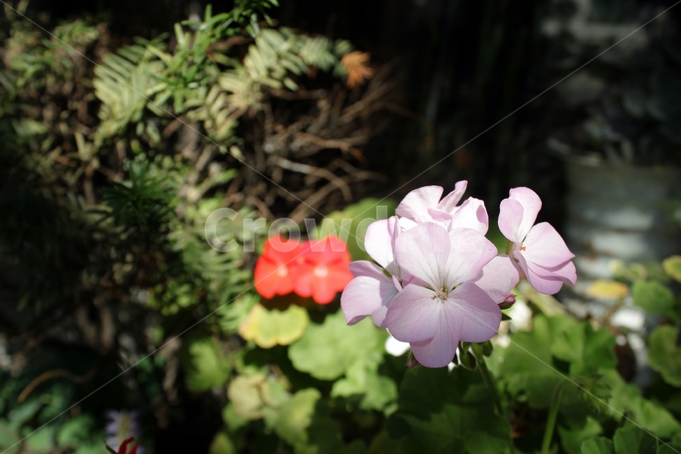 꽃,식물,자연,만개,beauty,flower,plant,green,길거리,street,보라색꽃,식물,자연,plants,nature,꽃,flower